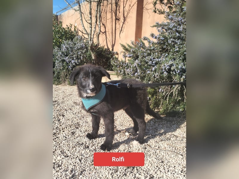 süßer Rolfi sucht sein Zuhause