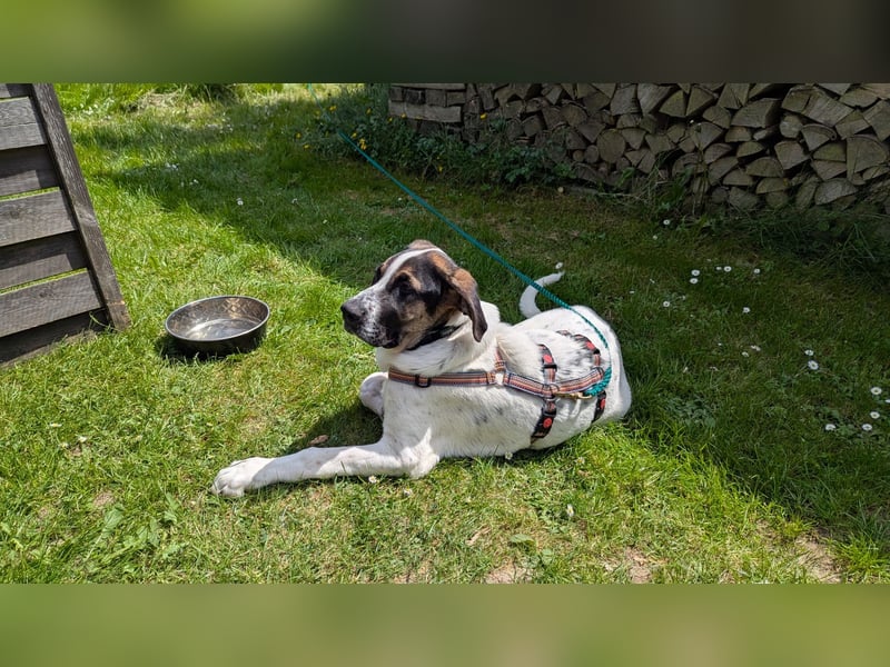 lieber Knutt auf Pflegestelle in 88276 Berg sucht sein Zuhause