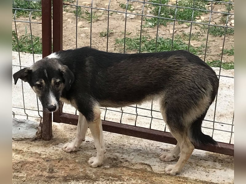 Der ängstliche Balto sucht ein Zuhause oder eine Pflegestelle!