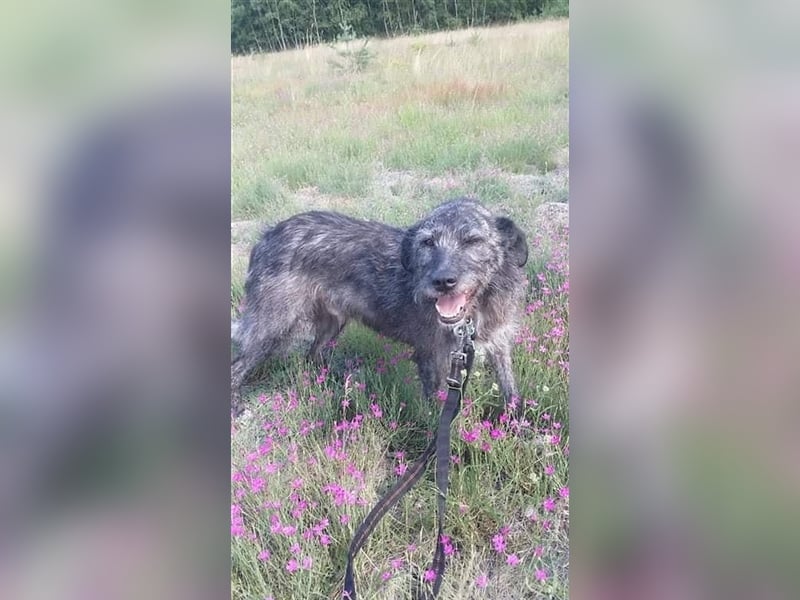 Murphy sucht in 02977 Hoyerswerda (Sachsen) sein Zuhause