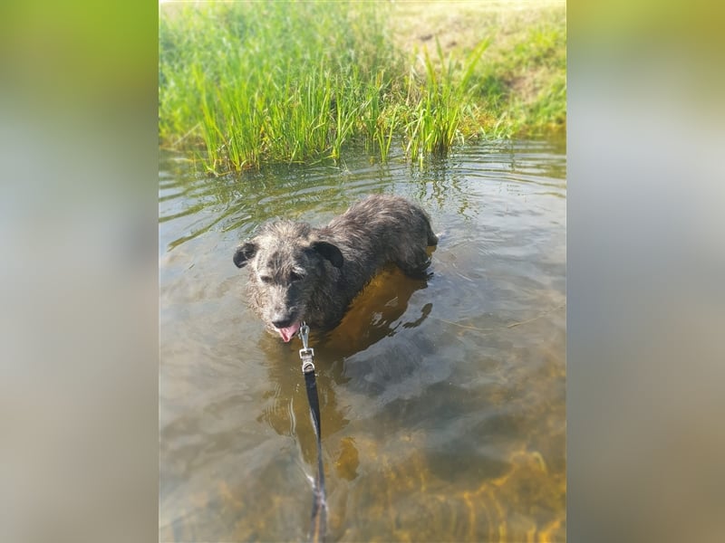 Murphy sucht in 02977 Hoyerswerda (Sachsen) sein Zuhause