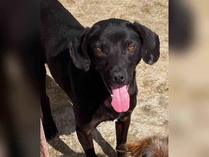 Der liebe Max sucht ein Zuhause oder eine Pflegestelle!