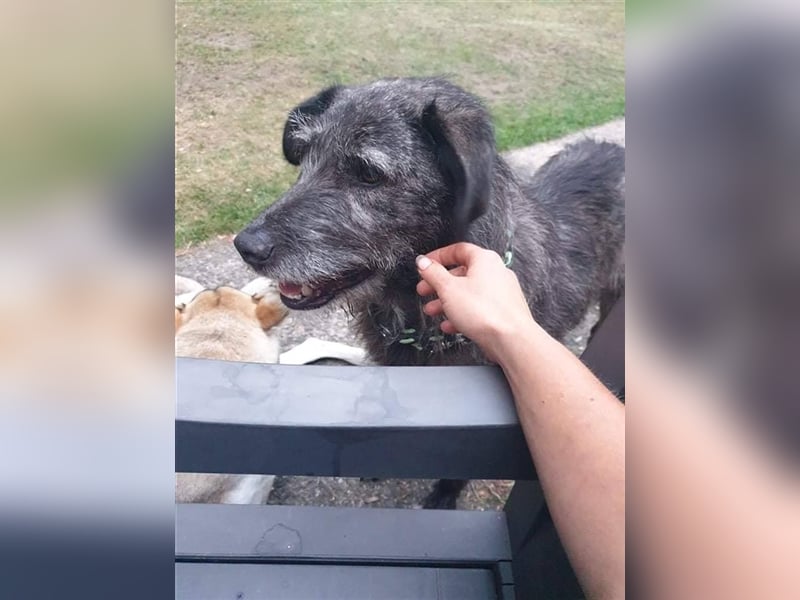 Murphy sucht in 02977 Hoyerswerda (Sachsen) sein Zuhause