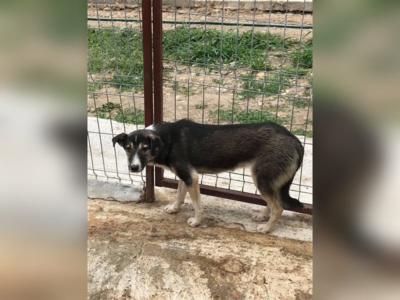 Der ängstliche Balto sucht ein Zuhause oder eine Pflegestelle!