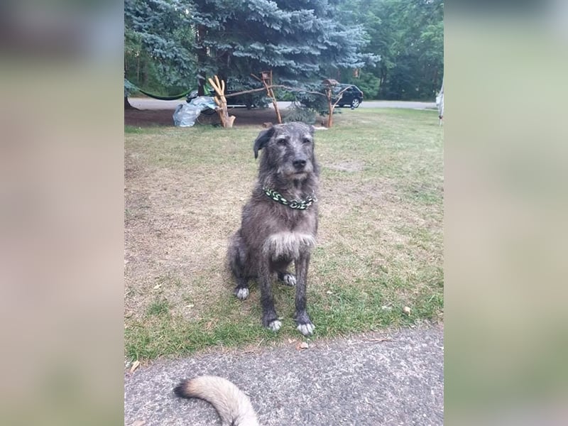 Murphy sucht in 02977 Hoyerswerda (Sachsen) sein Zuhause