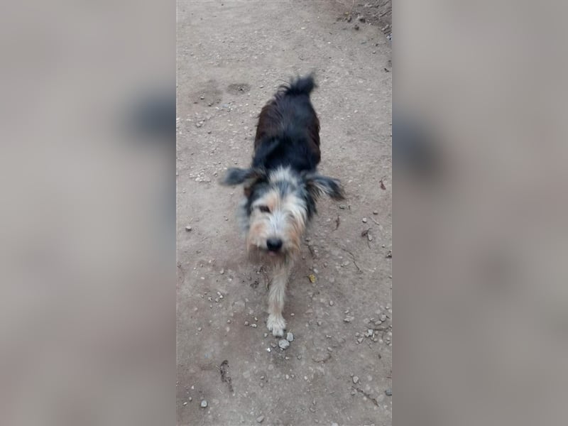 Der zurückhaltende Paddy sucht ein Zuhause oder eine Pflegestelle!