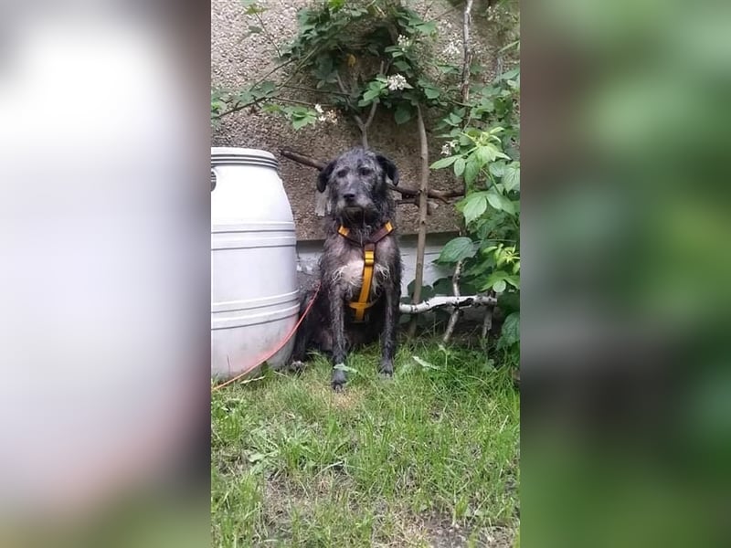 Murphy sucht in 02977 Hoyerswerda (Sachsen) sein Zuhause