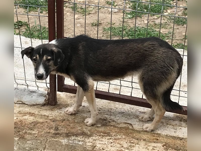Der ängstliche Balto sucht ein Zuhause oder eine Pflegestelle!