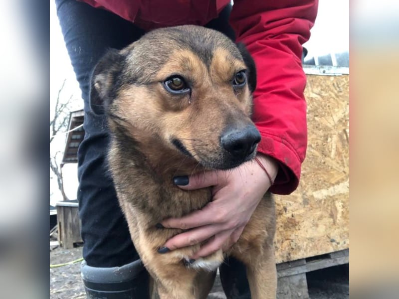 Der ruhige Sammy sucht ein Zuhause oder eine Pflegestelle!
