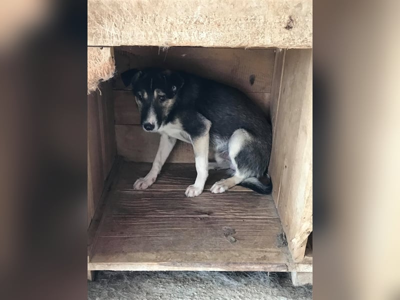 Der ängstliche Balto sucht ein Zuhause oder eine Pflegestelle!