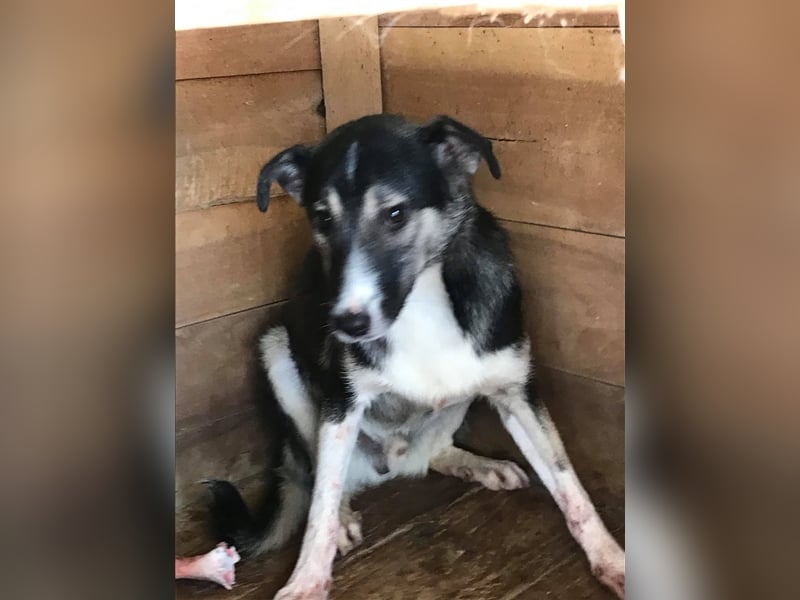 Der ängstliche Balto sucht ein Zuhause oder eine Pflegestelle!