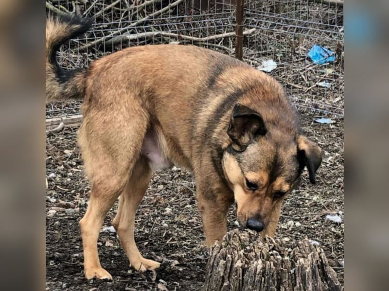 Der ruhige Sammy sucht ein Zuhause oder eine Pflegestelle!