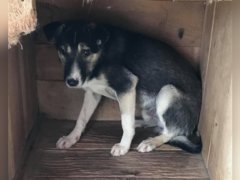 Der ängstliche Balto sucht ein Zuhause oder eine Pflegestelle!