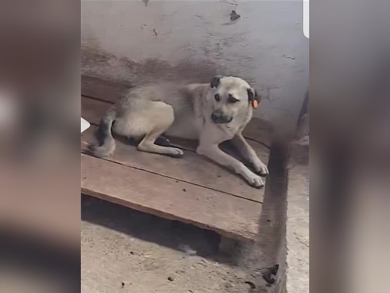 Der ängstliche Finn sucht ein Zuhause oder eine Pflegestelle!