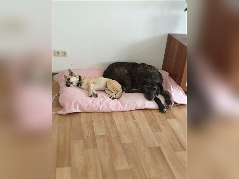 Murphy sucht in 02977 Hoyerswerda (Sachsen) sein Zuhause