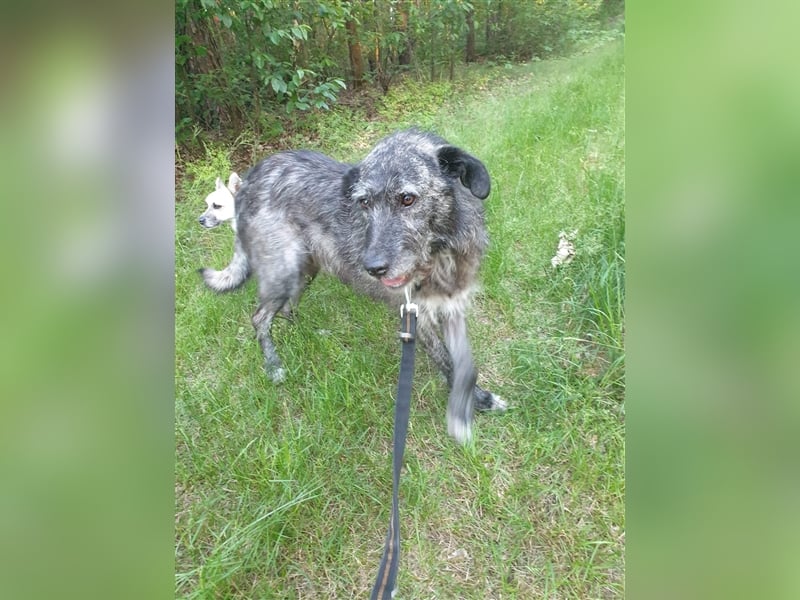 Murphy sucht in 02977 Hoyerswerda (Sachsen) sein Zuhause