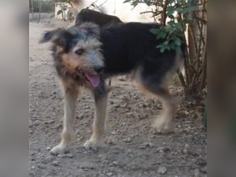 Der zurückhaltende Paddy sucht ein Zuhause oder eine Pflegestelle!