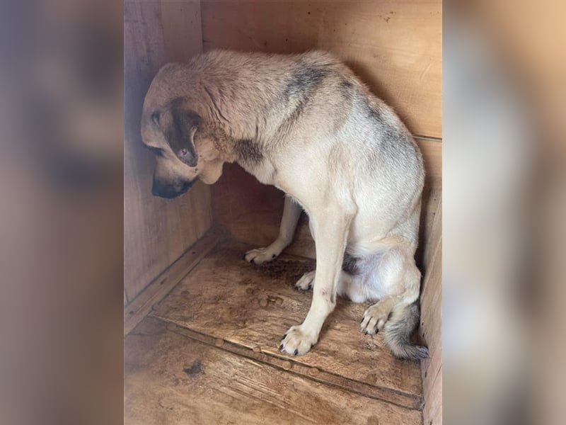 Der ängstliche Finn sucht ein Zuhause oder eine Pflegestelle!