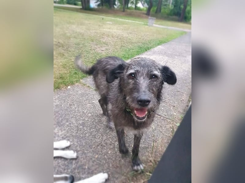 Murphy sucht in 02977 Hoyerswerda (Sachsen) sein Zuhause