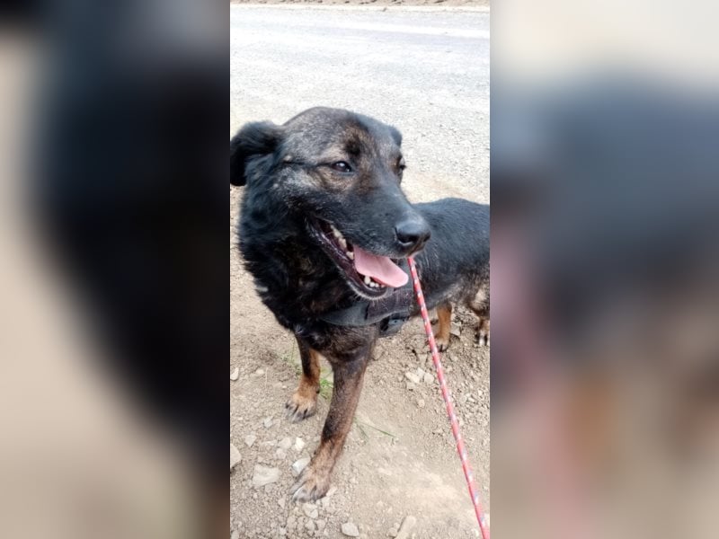 Perro sucht in 67806 Rockenhausen(RLP) sein Zuhause