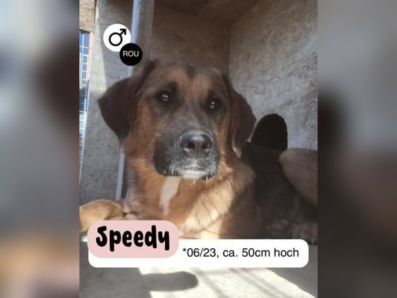 Fröhlicher SPEEDY