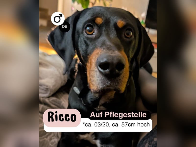 RICCO - Starker Begleiter mit großem Herz