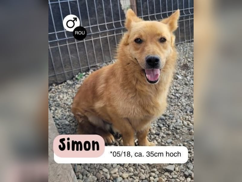 Kleiner SIMON