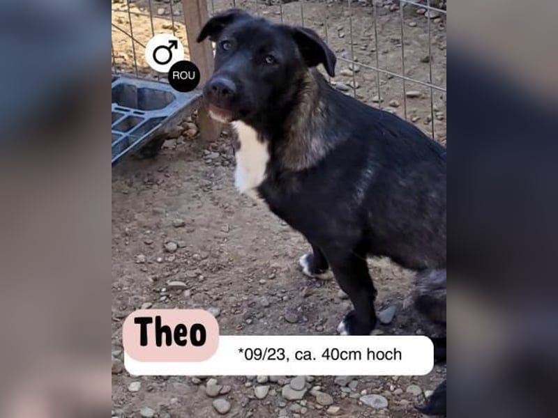 Schüchterner THEO - allein zurück geblieben