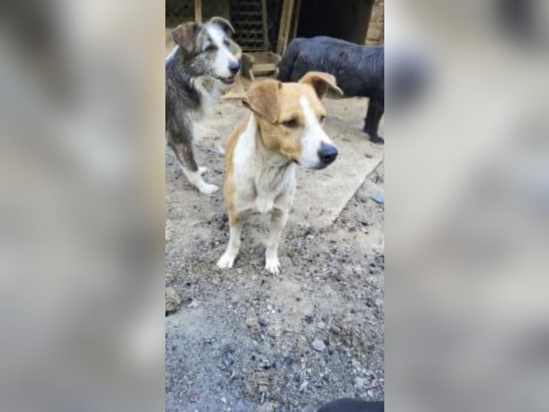 MANDO - kleiner Hund, großes Herz