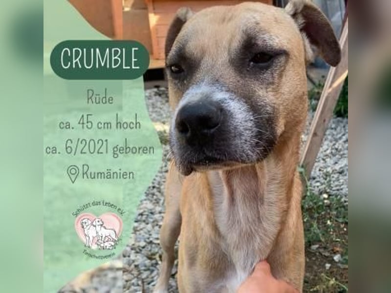 Crumple sucht ein warmes Körbchen
