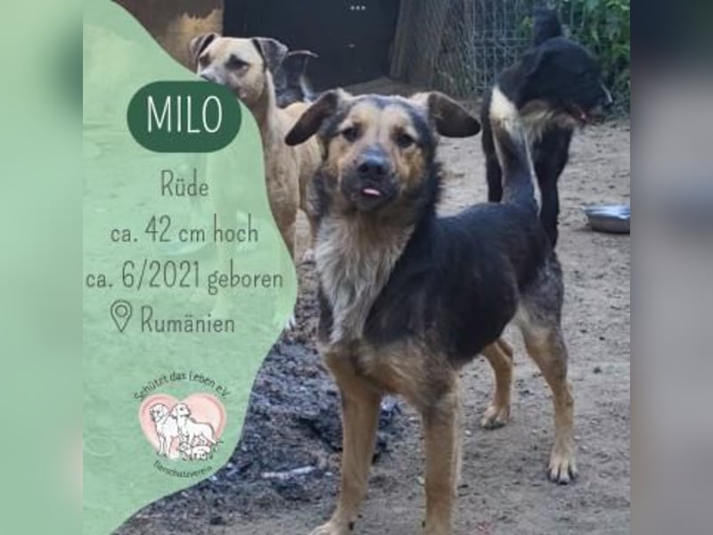Milo das Gespenst
