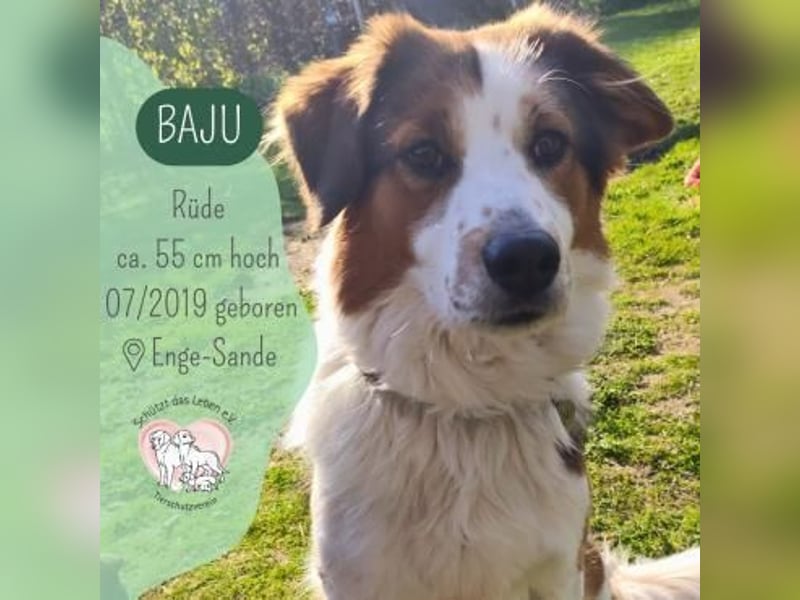 Beschützer Baju sucht seine Menschen
