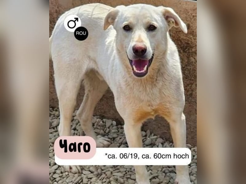 YARO sucht sein 6er im Lotto