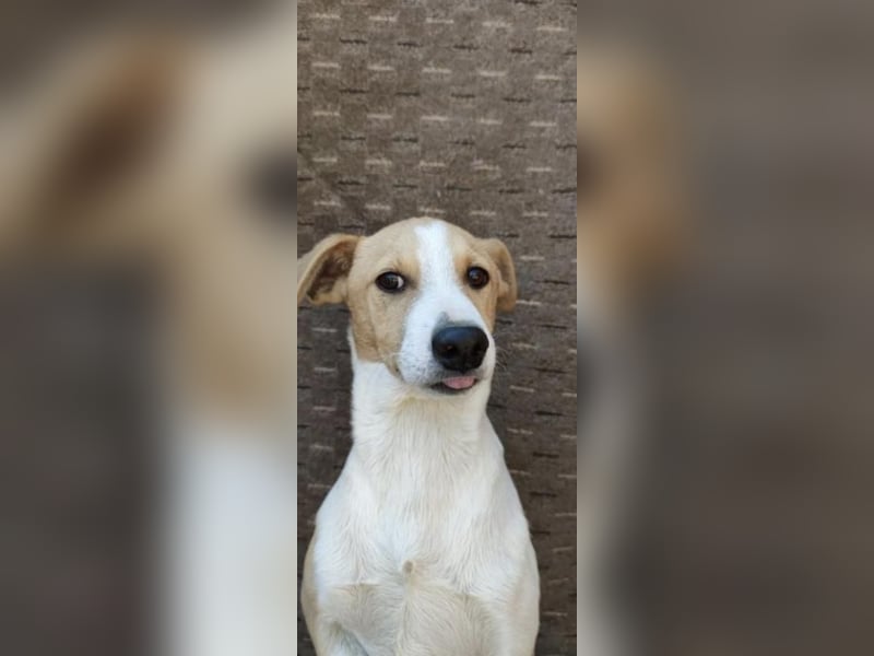 MANDO - kleiner Hund, großes Herz