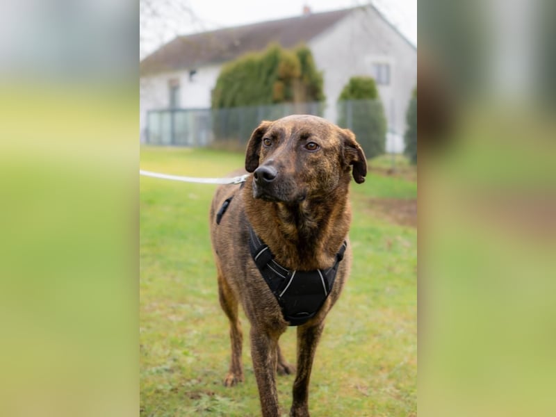 Moji sucht sein Für-Immer-Zuhause