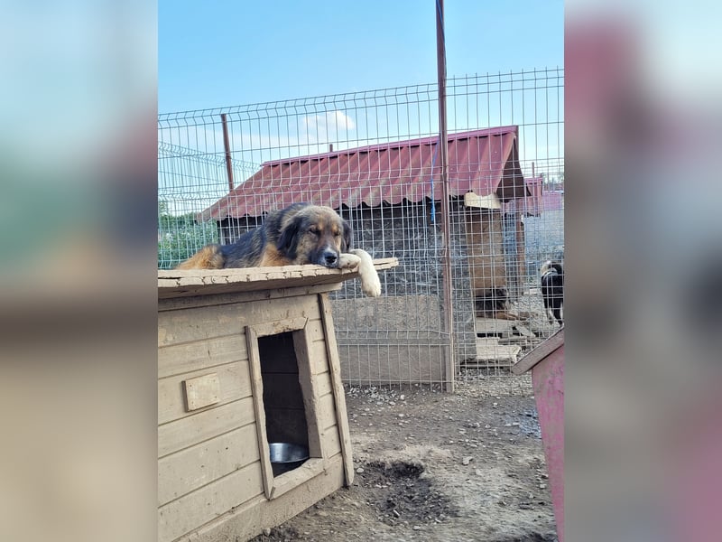 BALI sucht ein liebevolles Zuhause