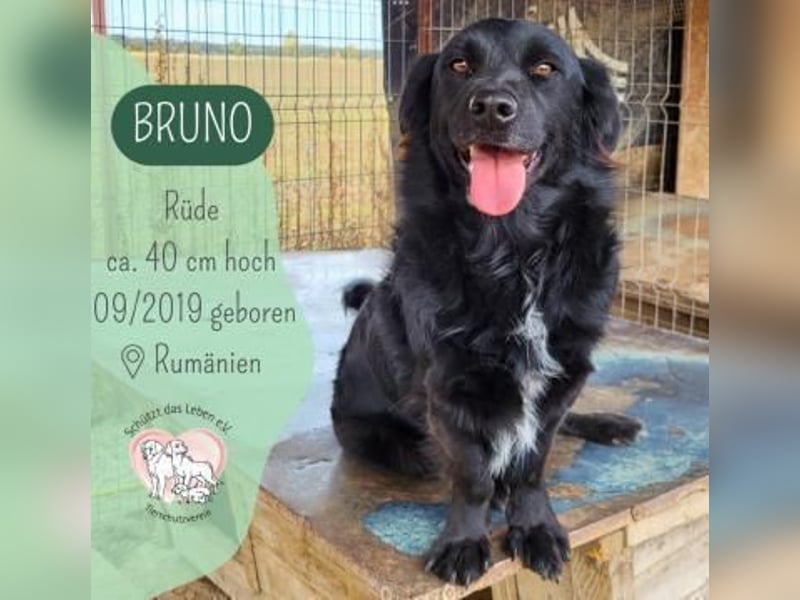 Kleiner kuscheliger BRUNO