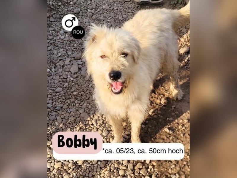 Bobby - unser Kämpfer