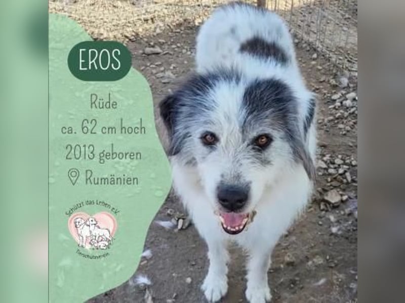 Senior EROS