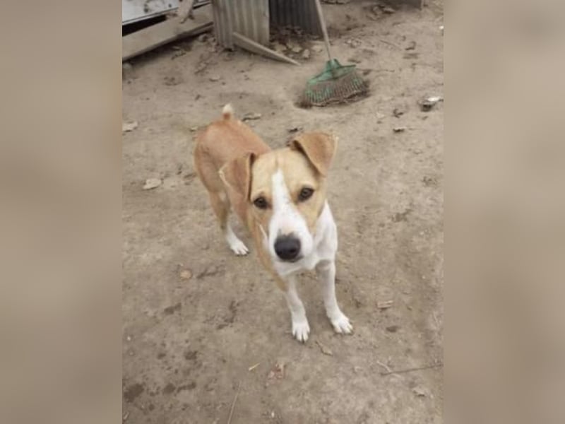 MANDO - kleiner Hund, großes Herz