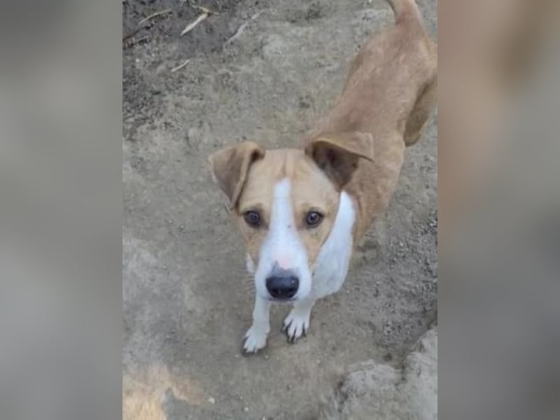 MANDO - kleiner Hund, großes Herz