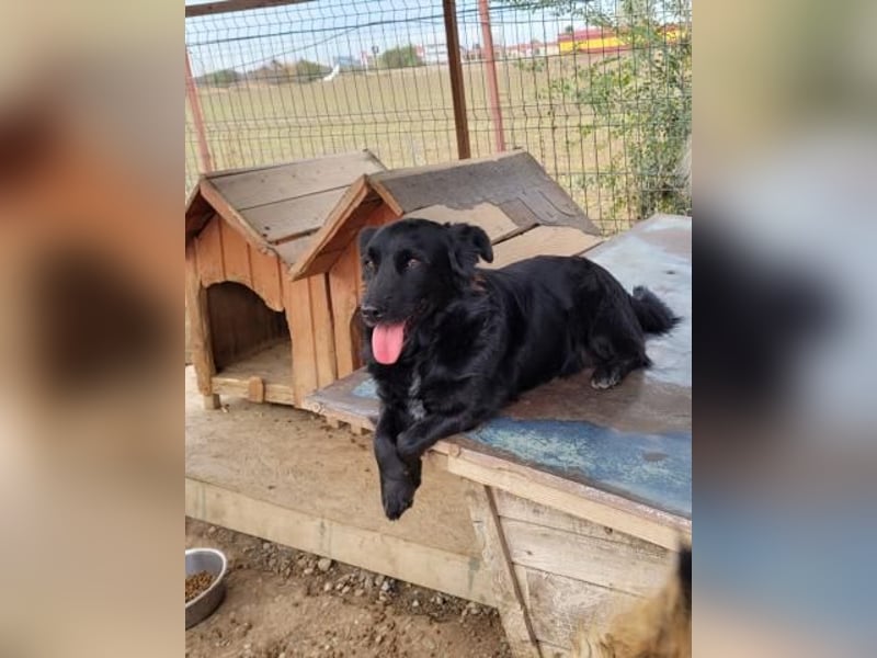 Kleiner kuscheliger BRUNO