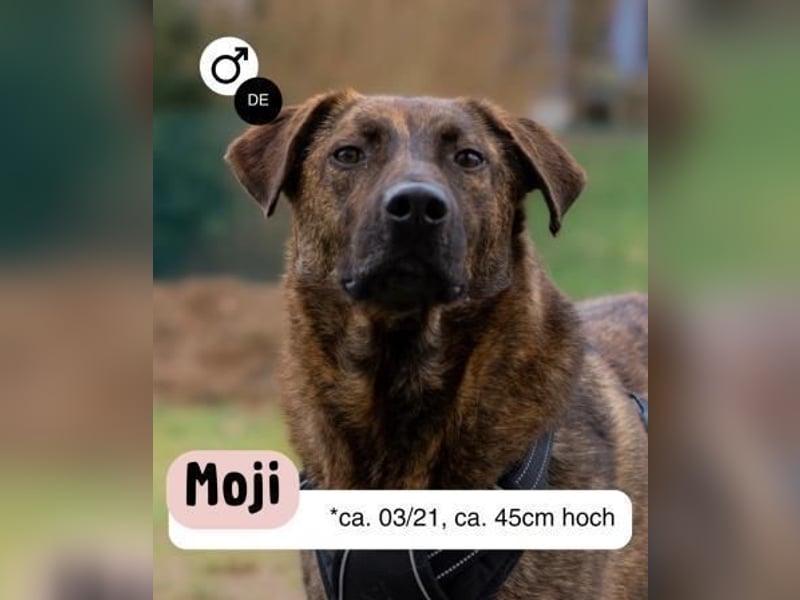 Moji sucht sein Für-Immer-Zuhause