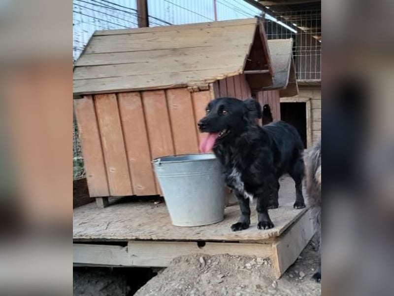 Kleiner kuscheliger BRUNO