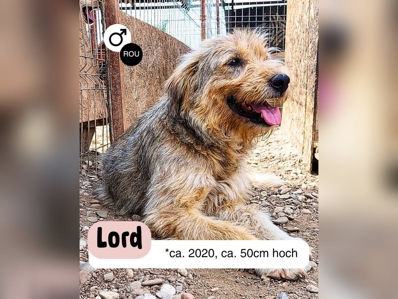 Liebevoller und aktiver LORD