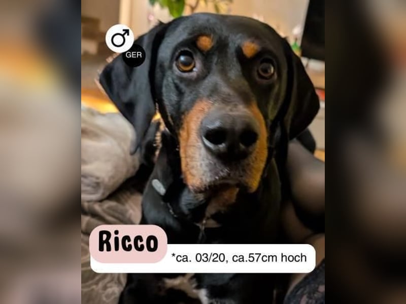 RICCO - Starker Begleiter mit großem Herz
