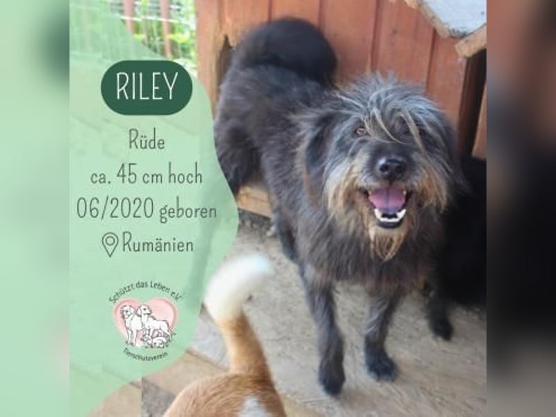 Unscheinbarer Riley