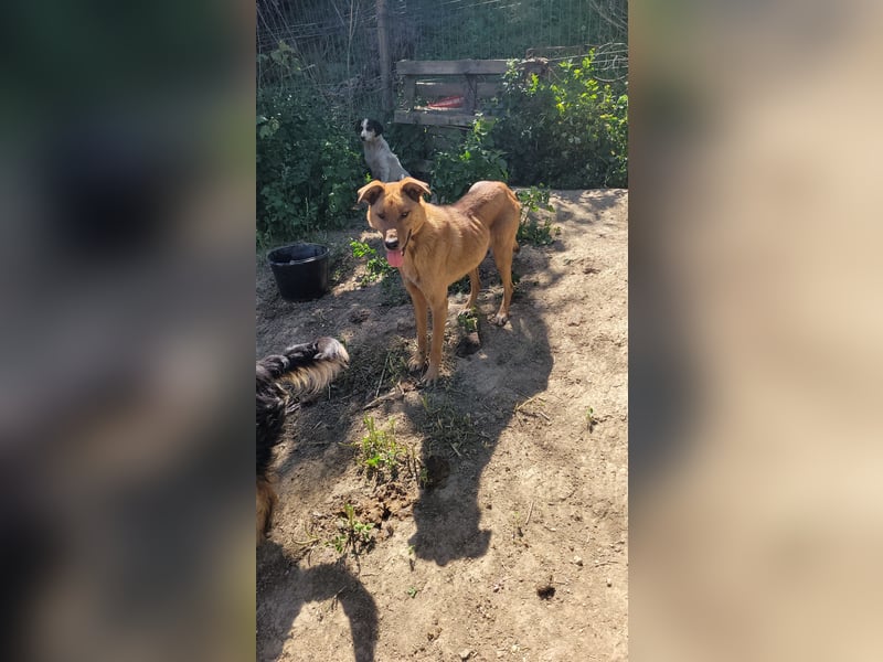 MONTY sucht nach Liebe