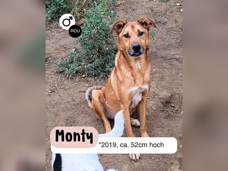 MONTY sucht nach Liebe