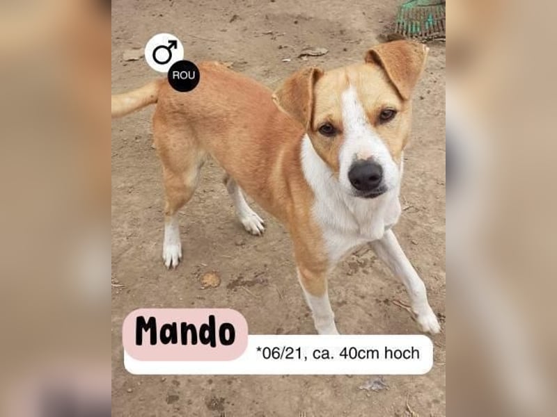 MANDO - kleiner Hund, großes Herz